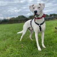 Mischlingsrüde YAKI sucht seine Menschen, Hund zur Adoption