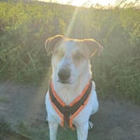 Hallo, ich bin Kalle💙, Hund zur Adoption