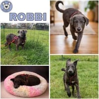 ROBBI -toller, unkomplizierter Jundhund-, Hund zur Adoption