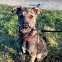 Soocy💕möchte mit dir die Welt entdecken, Hündin zur Adoption