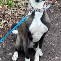 Exotin wartet in Bayern auf Dich, Hündin zur Adoption