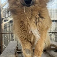 Lion wartet in München auf Dich, Hund zur Adoption