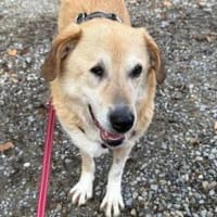 Treue Hundeseele Silvana, Hündin zur Adoption