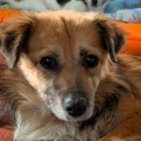 DIDRIK-hübscher Rüde-blinder Purzel-, Hund zur Adoption