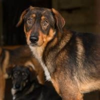 Rocket möchte in seine Zukunft starten!, Hund zur Adoption