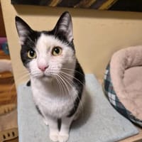 Hope W ~ 4jahre, Katze zur Adoption