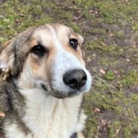 Darf Hena bei dir einziehen?, Hündin zur Adoption