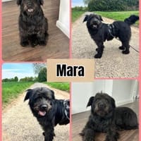 Ruhige Mara, Hündin zur Adoption