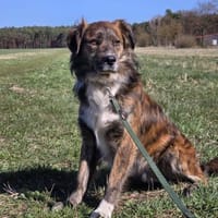 Kappa, Hund zur Adoption