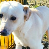 Piruett sucht liebevolle Menschen, Hündin zur Adoption