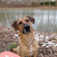 Molly DE - lieb, aktiv, verträglich, Hündin zur Adoption