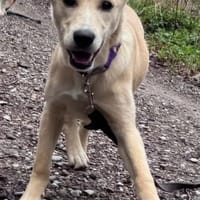 Sandy die kleinbleibende liebe Maus, Hündin zur Adoption