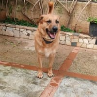 Elix, Hund zur Adoption