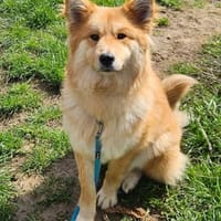 Süße Tayla🌺 sucht Kuschelflat, Hündin zur Adoption