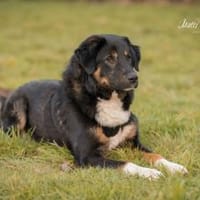Mole der Pechvogel, Hund zur Adoption