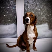 Wiegald- wer sonst?, Hund zur Adoption