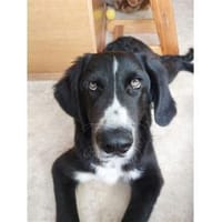 Finnick - wartet in 36419 Geisa, Hund zur Adoption