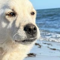 Aufmerksamer und freundlicher Lonni, Hund zur Adoption