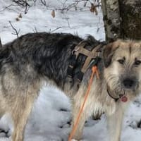 Zuhause gesucht für Cornel, Hund zur Adoption