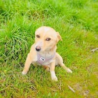 Savanna ein zierliches kleines Mädchen, Hündin zur Adoption