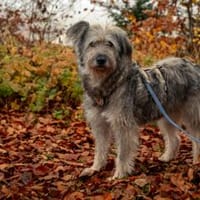 Wuschelhündin Marianne, Hündin zur Adoption