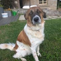 Khaleesi wartet bereits auf dich, Hündin zur Adoption