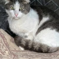 Odin m ~ 2 Jahre, Kater zur Adoption