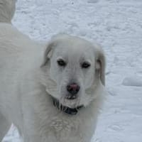 Uriel Bianco - wartet in 39615 Seehausen, Hund zur Adoption