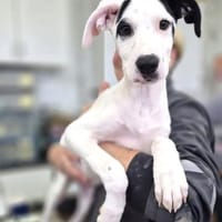 Sjaakie - aus großer Not gerettet, Hund zur Adoption