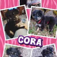 süßes Welpenmädchen Cora auf PS 92348, Hündin zur Adoption