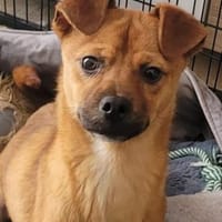 Simba sucht hundeerfahrene Löwenbändiger, Hund zur Adoption