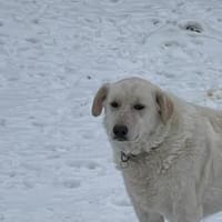 Ulrike - wartet in 39615 Seehausen, Hündin zur Adoption