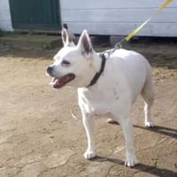 Milo - sucht ein neues Zuhause!, Hund zur Adoption