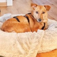 IVY 40 cm (Pflegestelle), Hündin zur Adoption