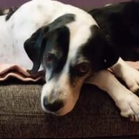 Biscuit wartet in München, Hündin zur Adoption