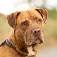 Renatta, Hündin zur Adoption