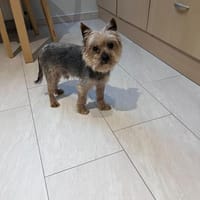 Nevan, Hund zur Adoption