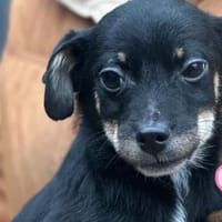 Simon sucht einen Beschützer, Hund zur Adoption