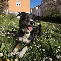 Tucker m ~ 4 Jahre, Hund zur Adoption