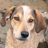 AFRICA - eine absolute Traumhündin!!!, Hündin zur Adoption