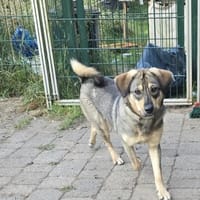 Hübsche Lucy, Hündin zur Adoption