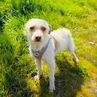 Gero einfach nur toll, Hund zur Adoption