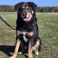 Anjou, Hund zur Adoption