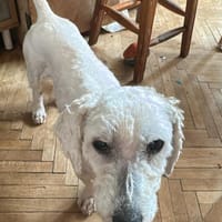 Penny, kleines Lockenköpfchen sucht, Hündin zur Adoption