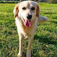 süß, süßer, Georgi 🥰, Hündin zur Adoption