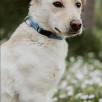 LIMA - geb. ca. 04/2023 - Labrador Mix, Hündin zur Adoption