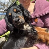 Lona - im Herzen mutig, Hündin zur Adoption