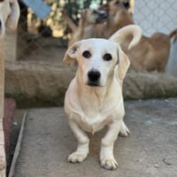 Klein Holly, Hündin zur Adoption