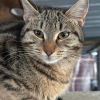 Graugetigerte Asel, Katze zur Adoption