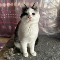 Blinde Liva, Katze zur Adoption